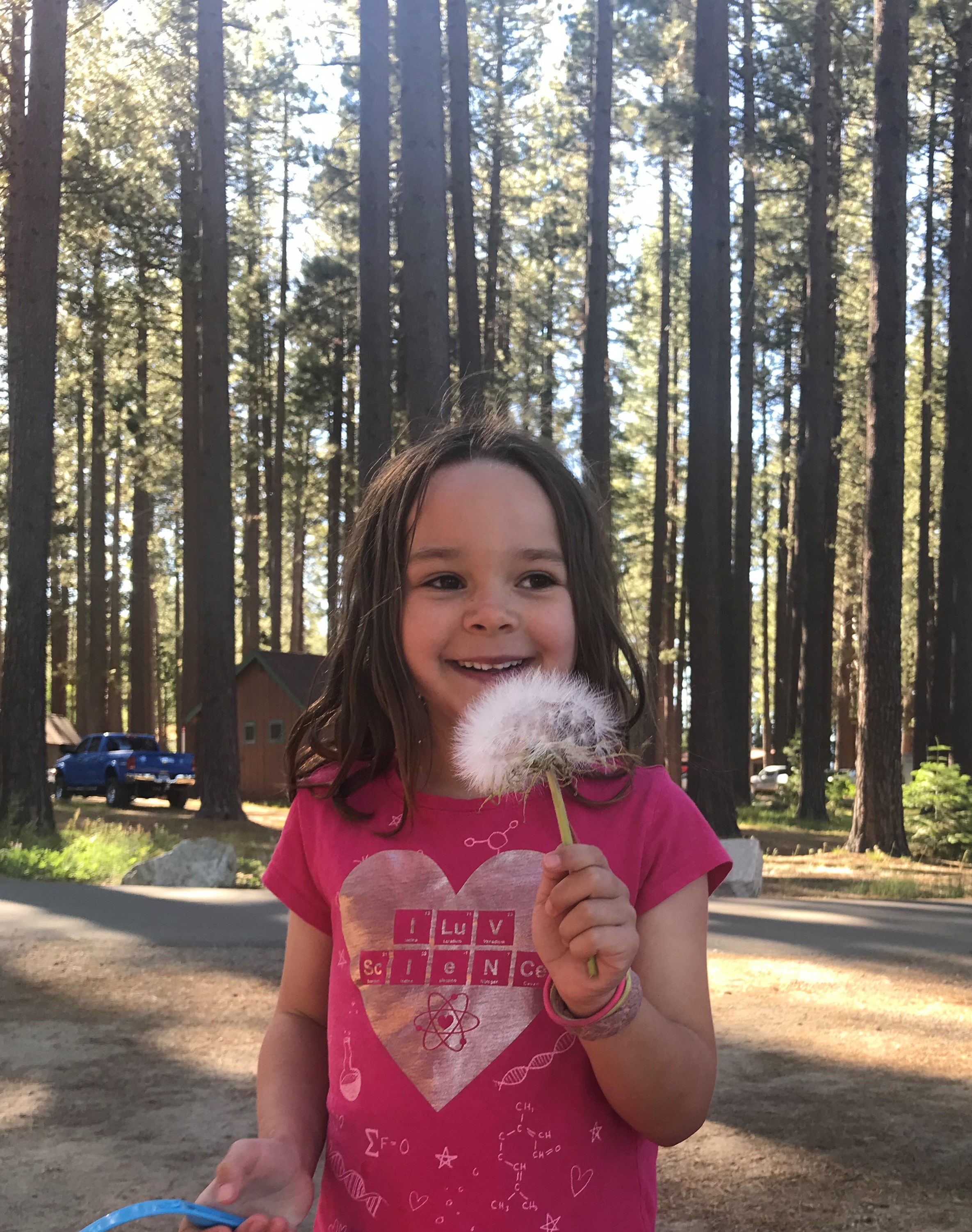 The magic of a dandelion puff