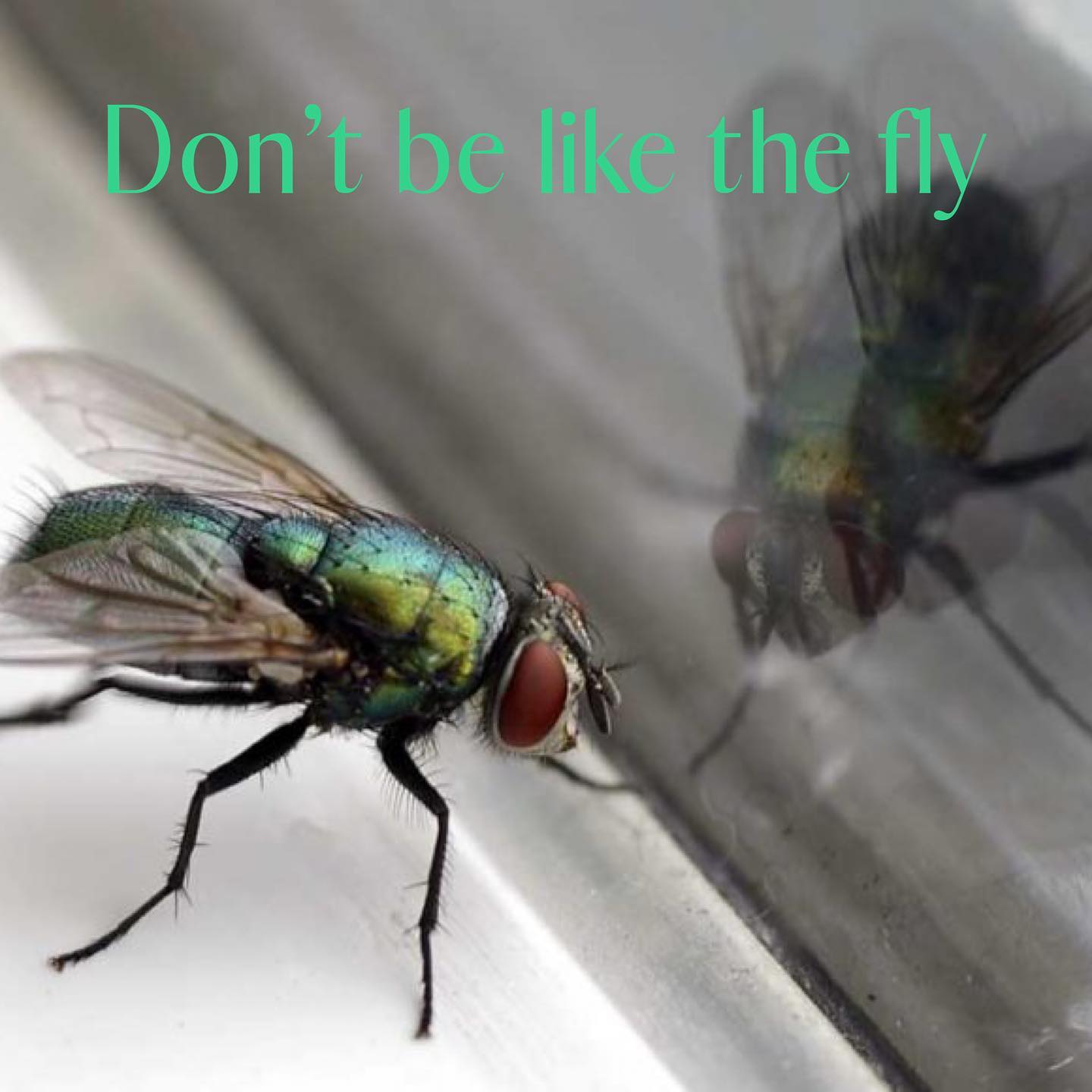 Don’t Be Like the Fly